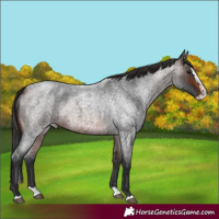 Horse Color:Brown Roan Splash 