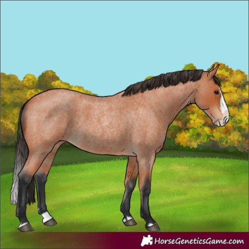 Horse Color:Bay Roan Splash