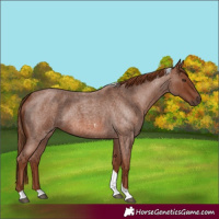Horse Color:Red Roan Tobiano 