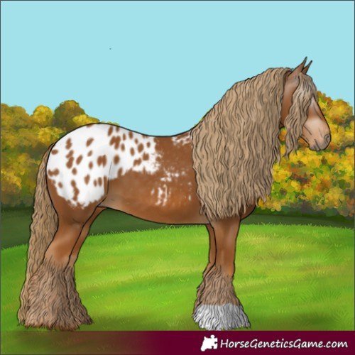 Horse Color:Gray Chestnut Appaloosa 