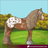 Horse Color:Gray Chestnut Appaloosa