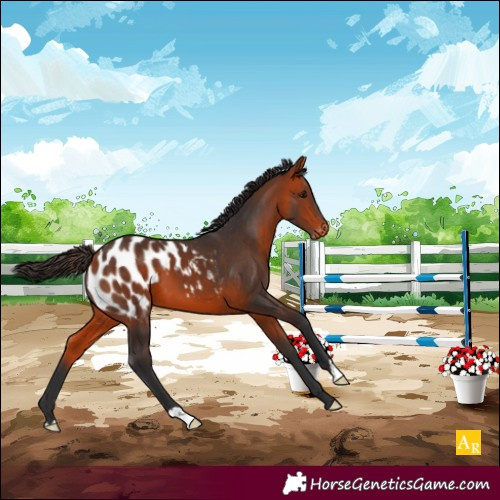 Horse Color:Bay Appaloosa 