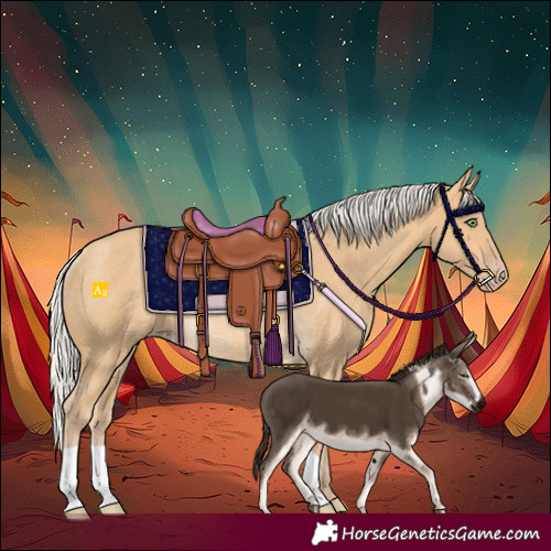 Horse Color:Silver Sable Cream Champagne Rabicano 