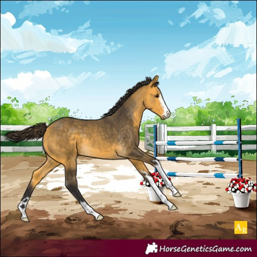 Horse Color:Buckskin 