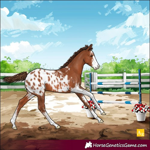 Horse Color:Chestnut Sabino Appaloosa 