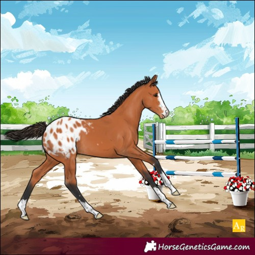 Horse Color:Bay Appaloosa 
