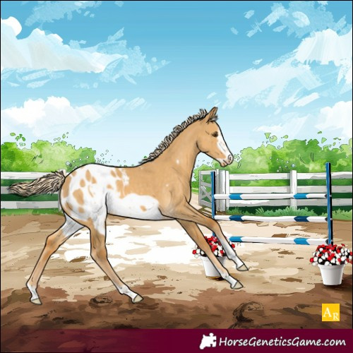 Horse Color:Palomino Dun Sabino Frame Appaloosa 