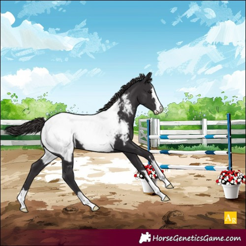 Horse Color:Smoky Black Appaloosa 
