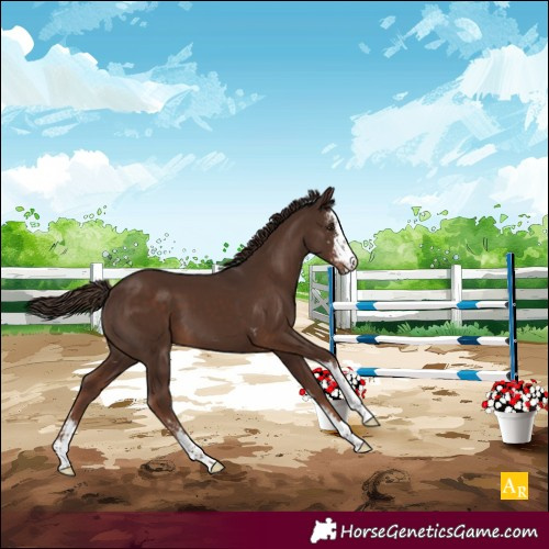 Horse Color:Liver Chestnut Sabino 