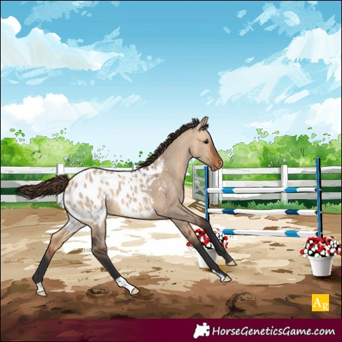 Horse Color:Bay Dun Appaloosa 