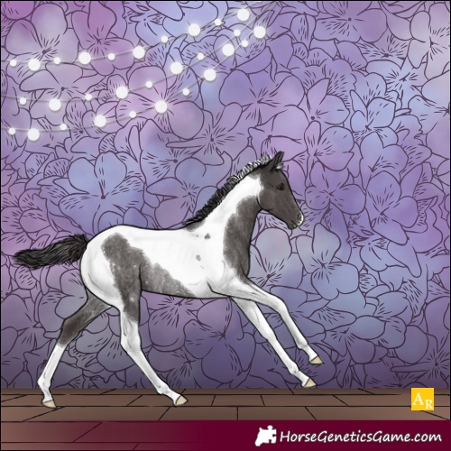 Horse Color:Smoky Black Tobiano Rabicano 
