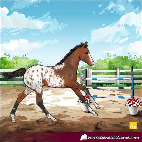 Horse Color:Bay Appaloosa 
