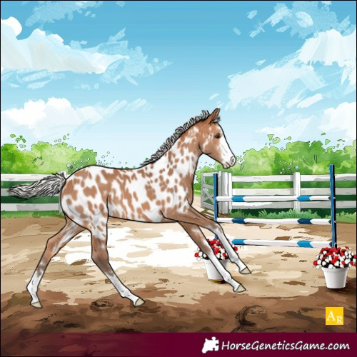 Horse Color:Silver Bay Appaloosa 