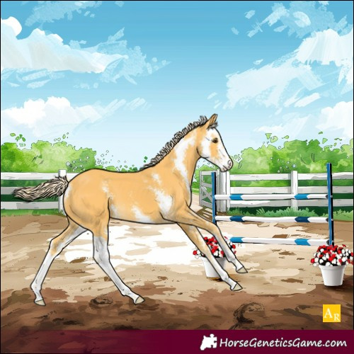 Horse Color:Palomino Sabino 