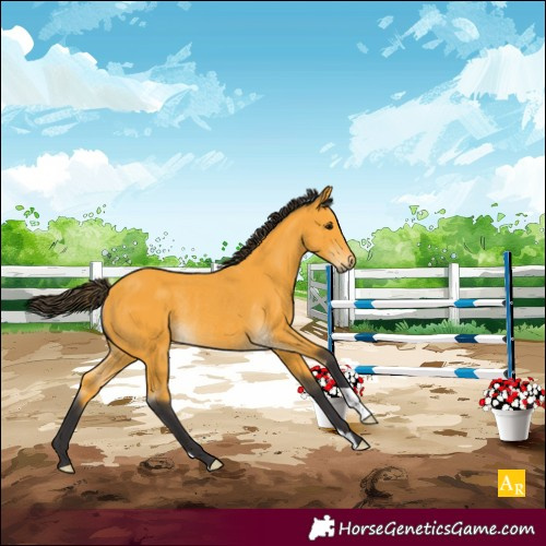 Horse Color:Buckskin Rabicano 