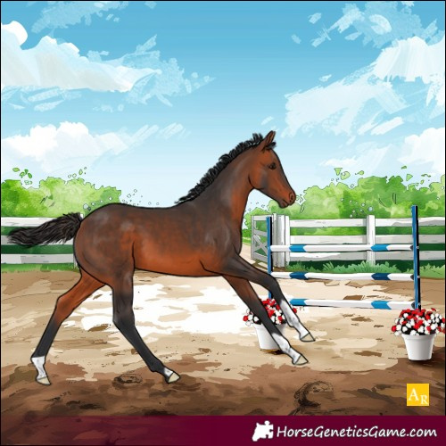 Horse Color:Bay 