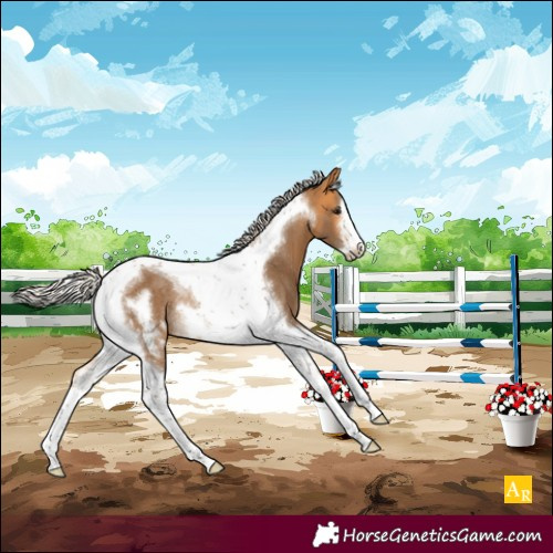 Horse Color:Silver Buckskin Tobiano Frame Rabicano 