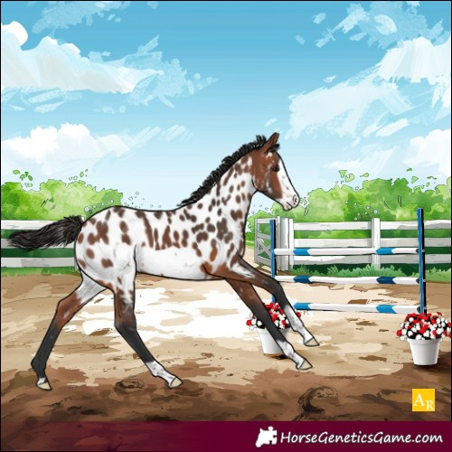 Horse Color:Bay Frame Appaloosa