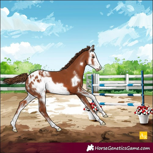 Horse Color:Chestnut Sabino Frame Appaloosa 