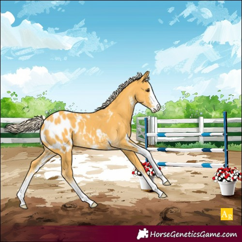 Horse Color:Palomino Sabino Blanket 