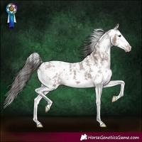 Horse Color:Liver Red Dun Sabino Splash Appaloosa 