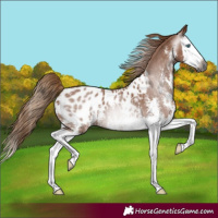 Horse Color:Gray Chestnut Sabino Splash Near Leopard