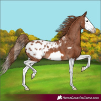 Horse Color:Chestnut Splash Frame Appaloosa