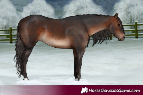 Horse Color:Brown  and Brown 