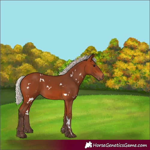 Horse Color:White Spotted Silver Bay