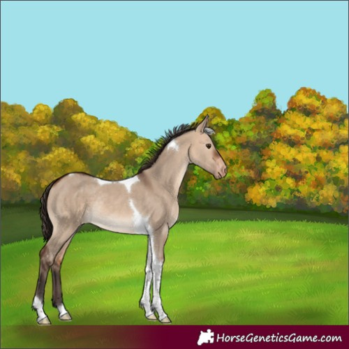 Horse Color:Bay Dun Tobiano Varnish Rabicano