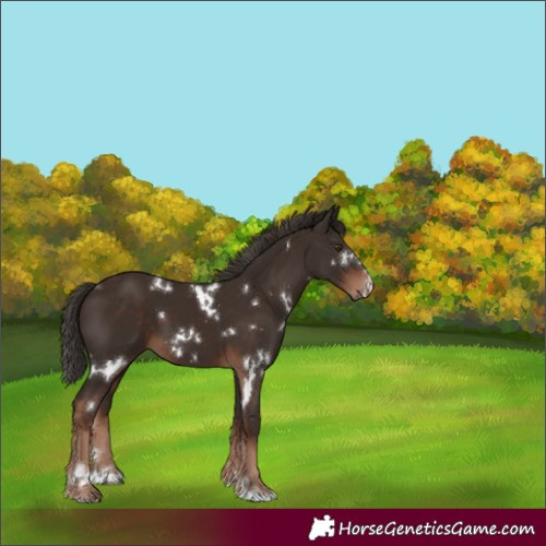 Horse Color:White Spotted Liver Chestnut
