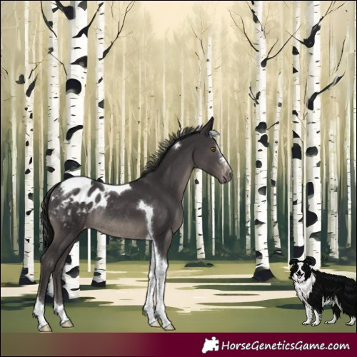 Horse Color:Smoky Black Tobiano Appaloosa Rabicano 
