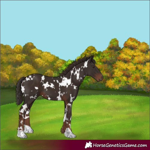 Horse Color:White Spotted Liver Chestnut 