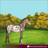 Horse Color:Bay Dun Tobiano Appaloosa Rabicano 