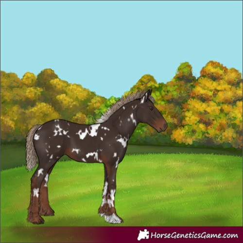 Horse Color:White Spotted Liver Chestnut