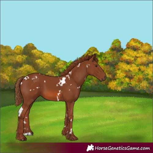 Horse Color:White Spotted Chestnut 
