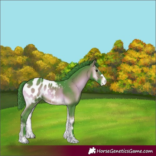 Horse Color:Watercolor Brown Onyx Appaloosa