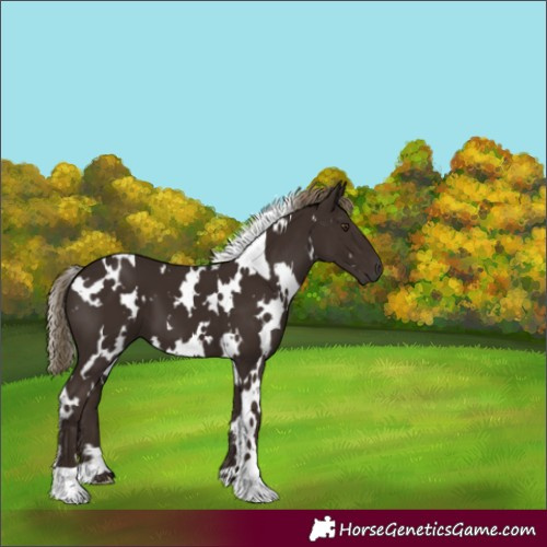 Horse Color:White Spotted Liver Chestnut