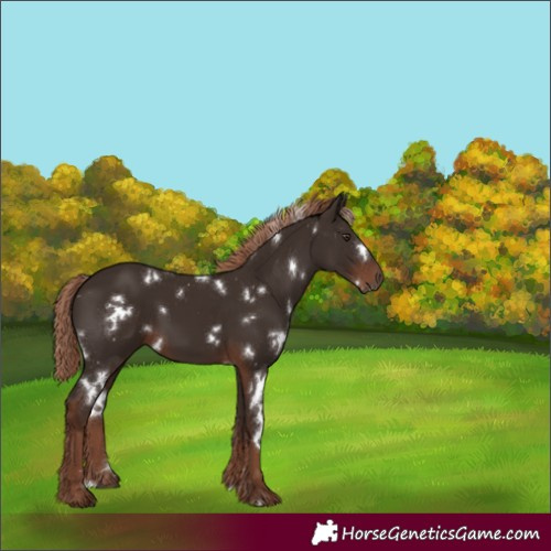 Horse Color:White Spotted Liver Chestnut