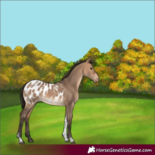 Horse Color:Bay Dun Tobiano Appaloosa Rabicano 