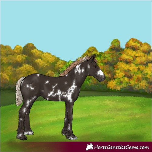 Horse Color:White Spotted Liver Chestnut