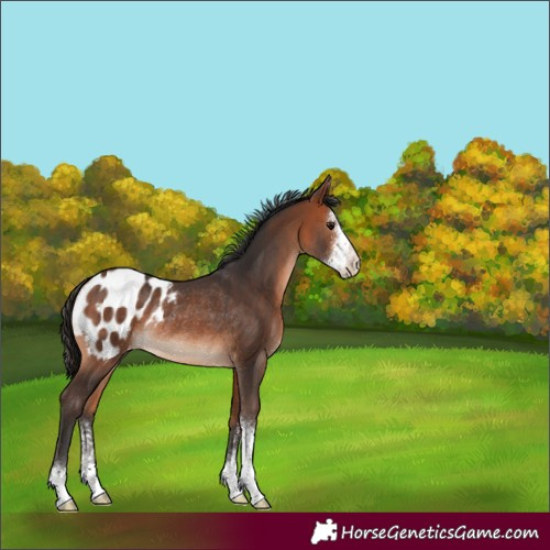 Horse Color:Bay Sabino Blanket Rabicano