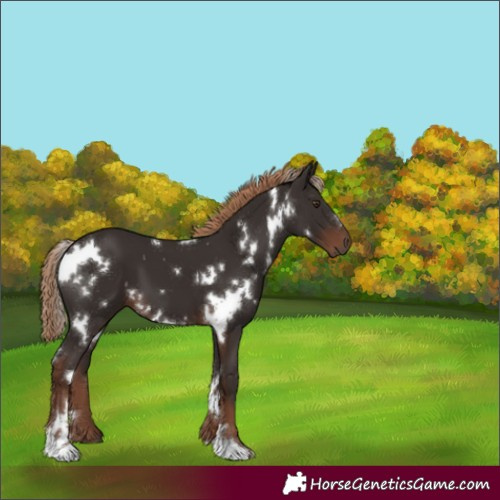 Horse Color:White Spotted Liver Chestnut 