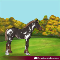 Horse Color:White Spotted Liver Chestnut 