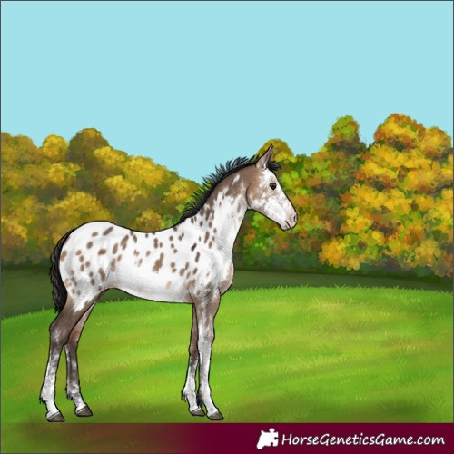 Horse Color:Bay Dun Sabino Appaloosa Rabicano