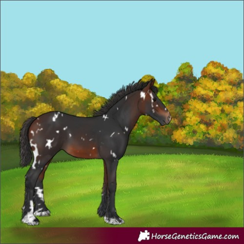Horse Color:White Spotted Bay