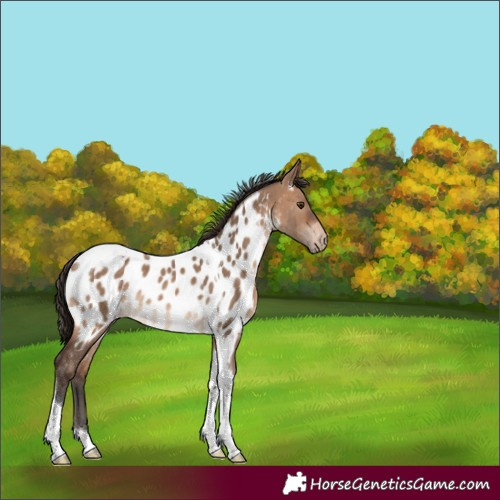 Horse Color:Brown Dun Tobiano Near Leopard Rabicano 