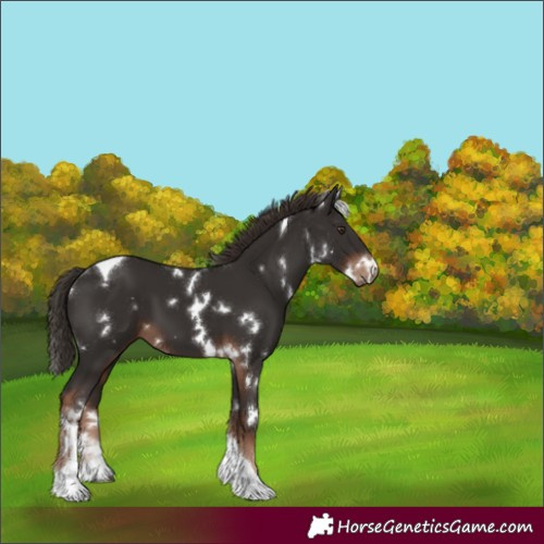 Horse Color:White Spotted Liver Chestnut Tobiano