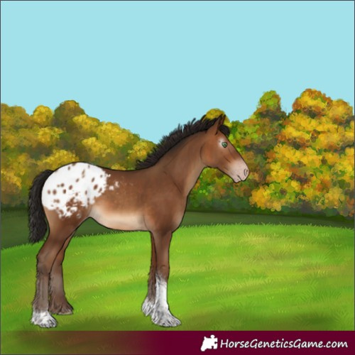 Horse Color:Gray Amber Champagne Tobiano Blanket Rabicano 