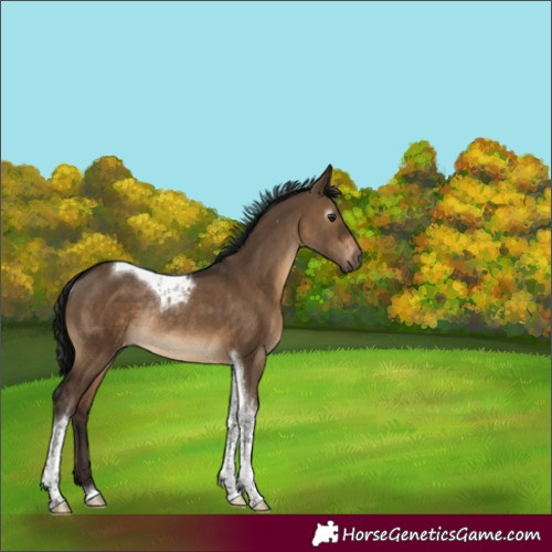 Horse Color:Gray Brown Dun Tobiano Varnish Rabicano 